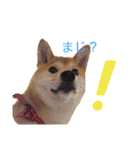 柴犬の一言（個別スタンプ：25）