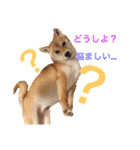 柴犬の一言（個別スタンプ：26）