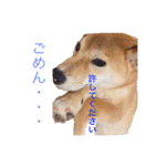 柴犬の一言（個別スタンプ：27）
