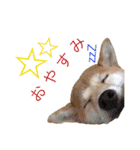 柴犬の一言（個別スタンプ：28）