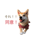 柴犬の一言（個別スタンプ：29）
