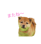 柴犬の一言（個別スタンプ：30）