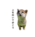 柴犬の一言（個別スタンプ：31）