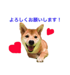 柴犬の一言（個別スタンプ：32）