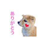 柴犬の一言（個別スタンプ：33）