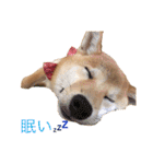 柴犬の一言（個別スタンプ：34）