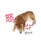 柴犬の一言（個別スタンプ：35）