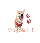柴犬の一言（個別スタンプ：36）