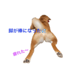 柴犬の一言（個別スタンプ：37）