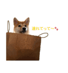 柴犬の一言（個別スタンプ：38）