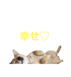 柴犬の一言（個別スタンプ：39）