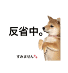 柴犬の一言（個別スタンプ：40）