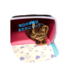 ぼく と にゃんにゃん（個別スタンプ：3）
