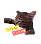 ぼく と にゃんにゃん（個別スタンプ：4）
