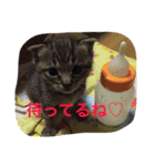 ぼく と にゃんにゃん（個別スタンプ：8）