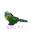 セキセイインコのラムネ（個別スタンプ：1）
