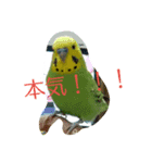セキセイインコのラムネ（個別スタンプ：4）