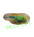 セキセイインコのラムネ（個別スタンプ：6）