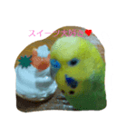 セキセイインコのラムネ（個別スタンプ：7）