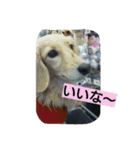 にゃろんぷ（個別スタンプ：1）