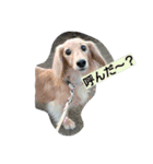 にゃろんぷ（個別スタンプ：7）