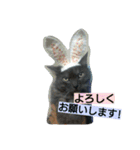 にゃろんぷ（個別スタンプ：13）