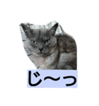 にゃろんぷ（個別スタンプ：15）