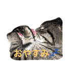 マツコメタボリック（個別スタンプ：5）