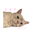 クーたん02（個別スタンプ：3）