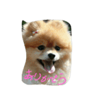 ポメラニアンのぶりっこプリンちゃん（個別スタンプ：6）