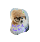 ポメラニアンのぶりっこプリンちゃん（個別スタンプ：8）