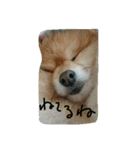 ポメラニアンのぶりっこプリンちゃん（個別スタンプ：12）