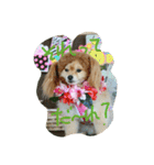 ポメラニアンのぶりっこプリンちゃん（個別スタンプ：24）