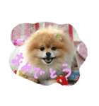 ポメラニアンのぶりっこプリンちゃん（個別スタンプ：26）