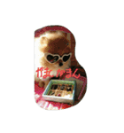 ポメラニアンのぶりっこプリンちゃん（個別スタンプ：30）