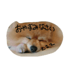 ポメラニアンのぶりっこプリンちゃん（個別スタンプ：34）