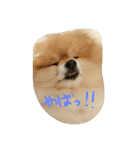 ポメラニアンのぶりっこプリンちゃん（個別スタンプ：39）