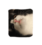 ねこスタンプ其の壱（個別スタンプ：2）