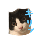 ねこスタンプ其の壱（個別スタンプ：5）