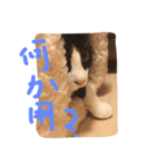 ねこスタンプ其の壱（個別スタンプ：6）