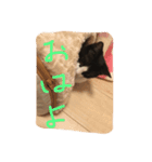ねこスタンプ其の壱（個別スタンプ：10）
