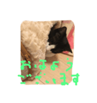 ねこスタンプ其の壱（個別スタンプ：12）