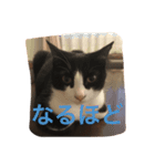 ねこスタンプ其の壱（個別スタンプ：13）