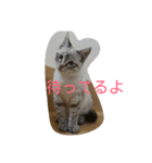 デール甘酒雷蔵 その①（個別スタンプ：2）