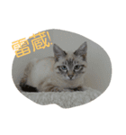 デール甘酒雷蔵 その①（個別スタンプ：5）