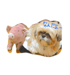 シーズーのルルちゃん（個別スタンプ：2）