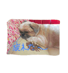 シーズーのルルちゃん（個別スタンプ：13）