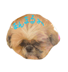 シーズーのルルちゃん（個別スタンプ：15）