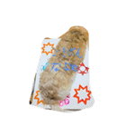 シーズーのルルちゃん（個別スタンプ：25）