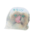 シーズーのルルちゃん（個別スタンプ：26）